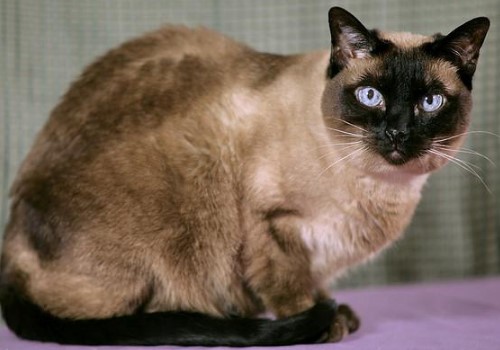 Siamese Cats Life Span How Long Do the Cats Live?