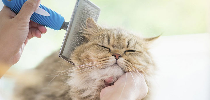 Professional Cat Boarding and Grooming