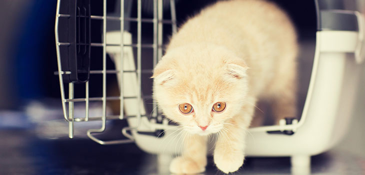 5 Best Cat Carriers for Nervous Cats